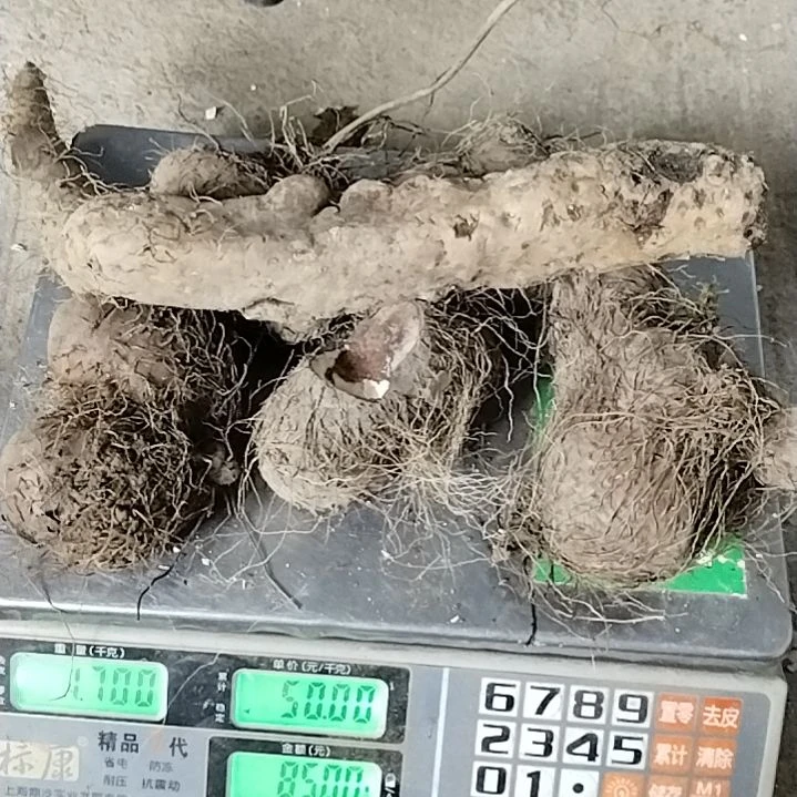 中国大陆贵州山采五叶薯鲜货