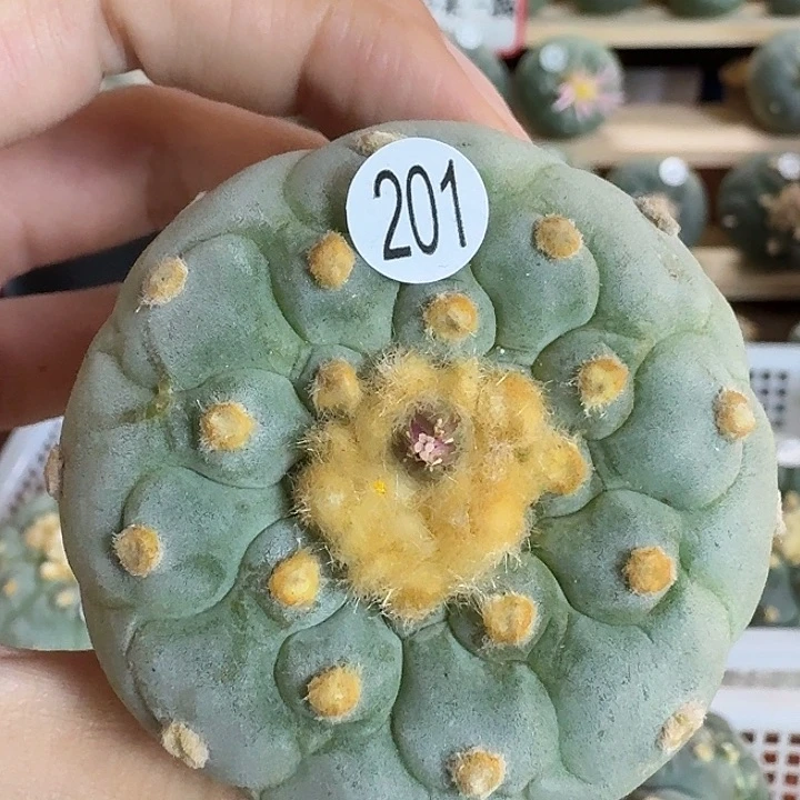 实生园艺观赏植物