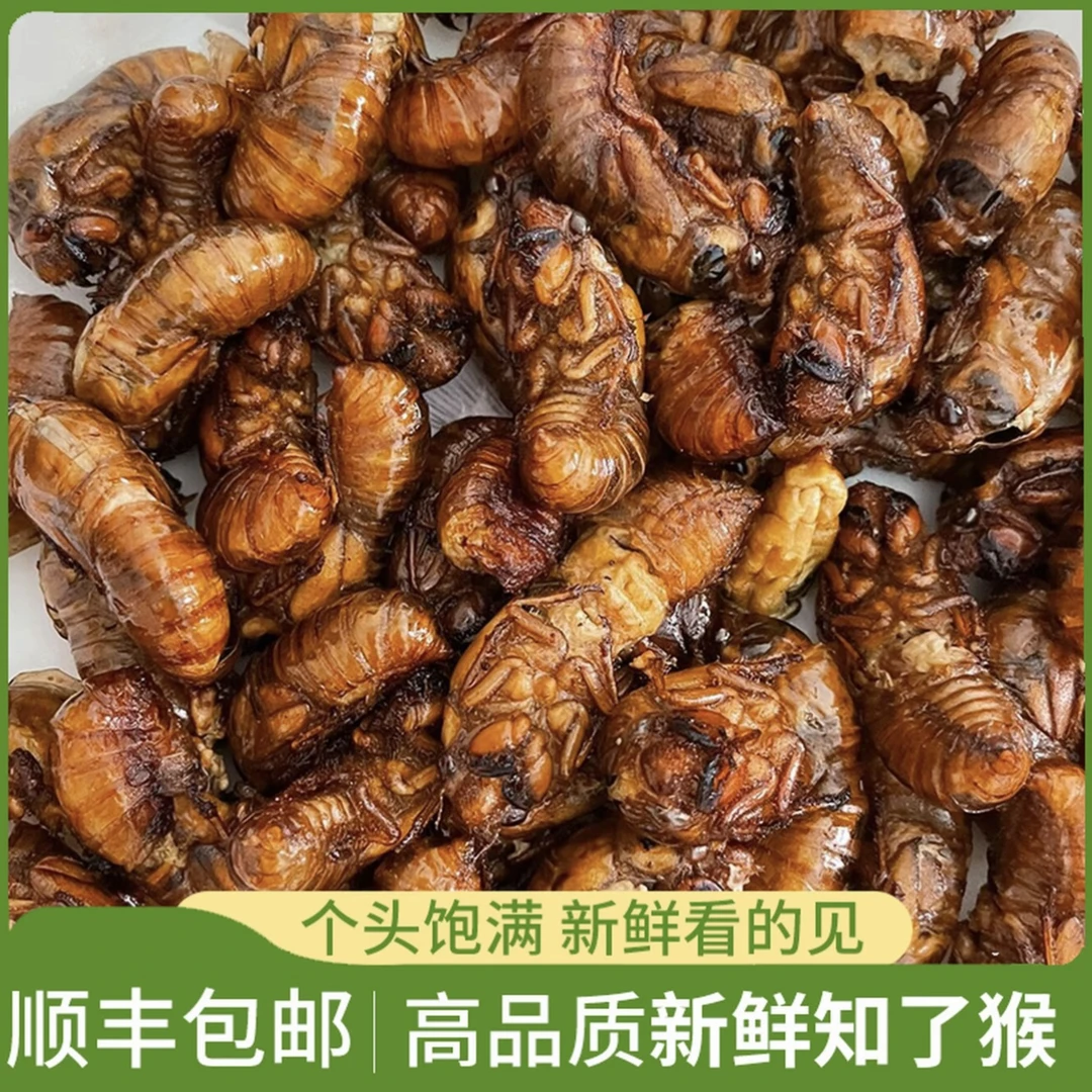 顺丰发货新鲜知了猴速冻现抓爬叉金禅