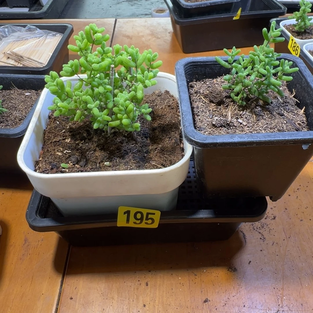 枝干番杏多肉植物195
