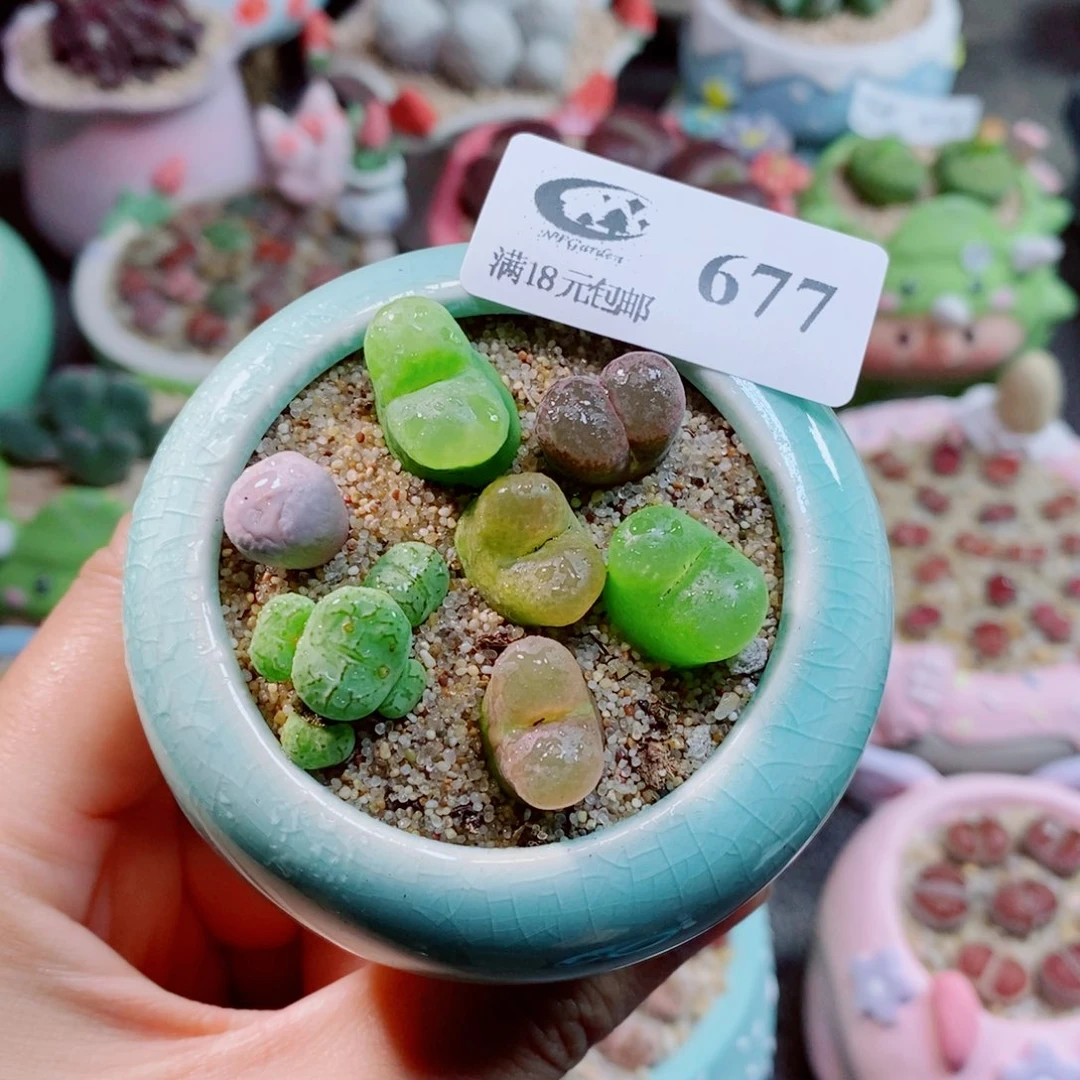 生石花花花花花花677