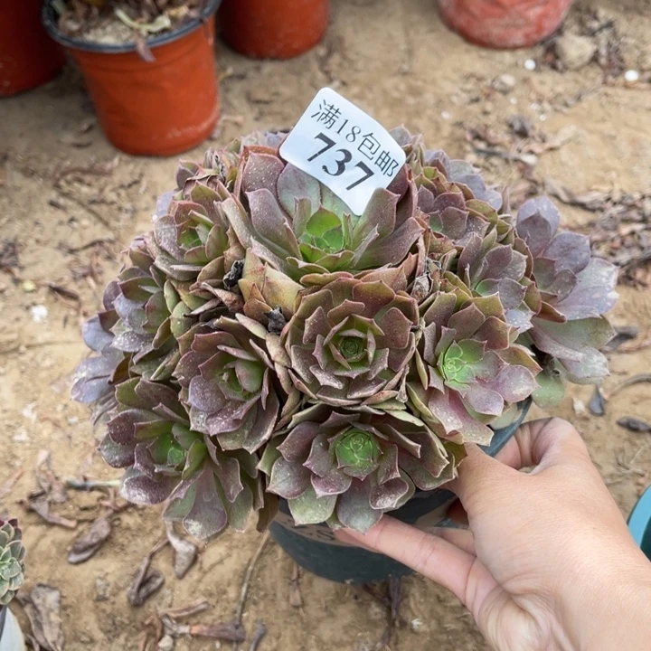 737桃花石手捧1号棚