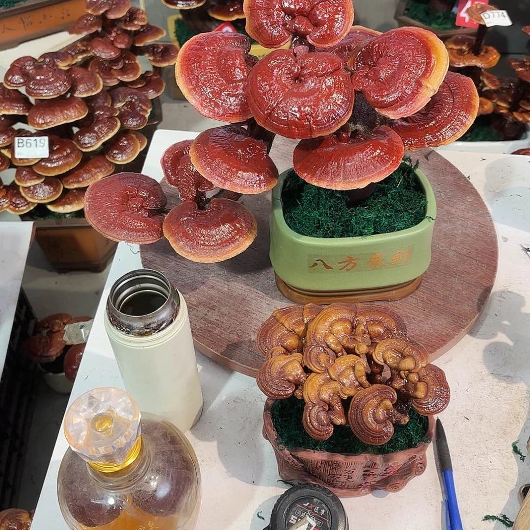无花朵灵芝88888888888888888888