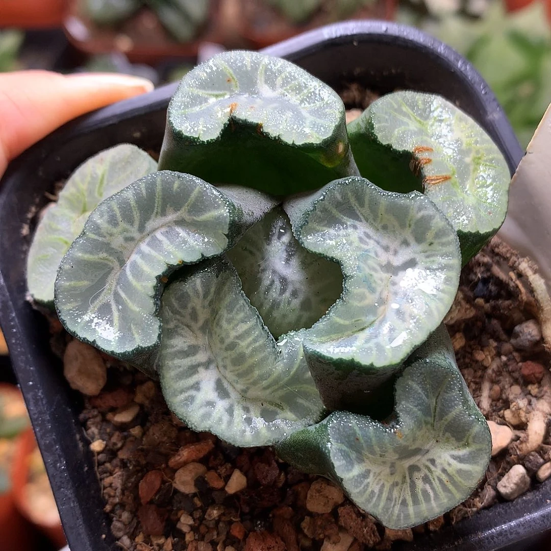 巨大化花菱万象带盆土tunmo