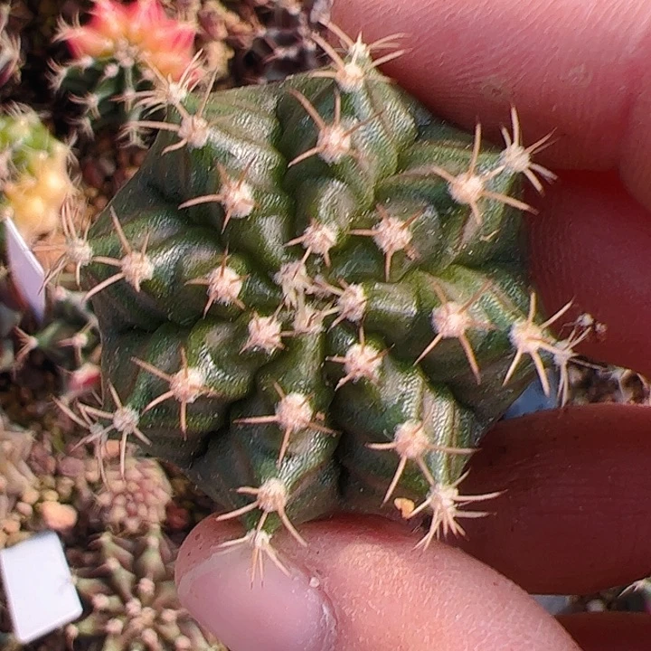****楠当前无花栽培后可以开花