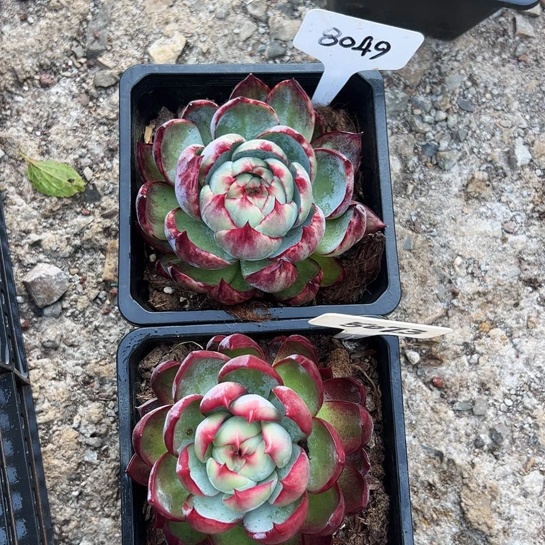 惊鸿仙子8049.5073号