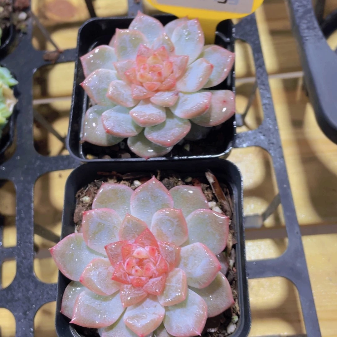 343号 钻石粉糖心捡漏一个