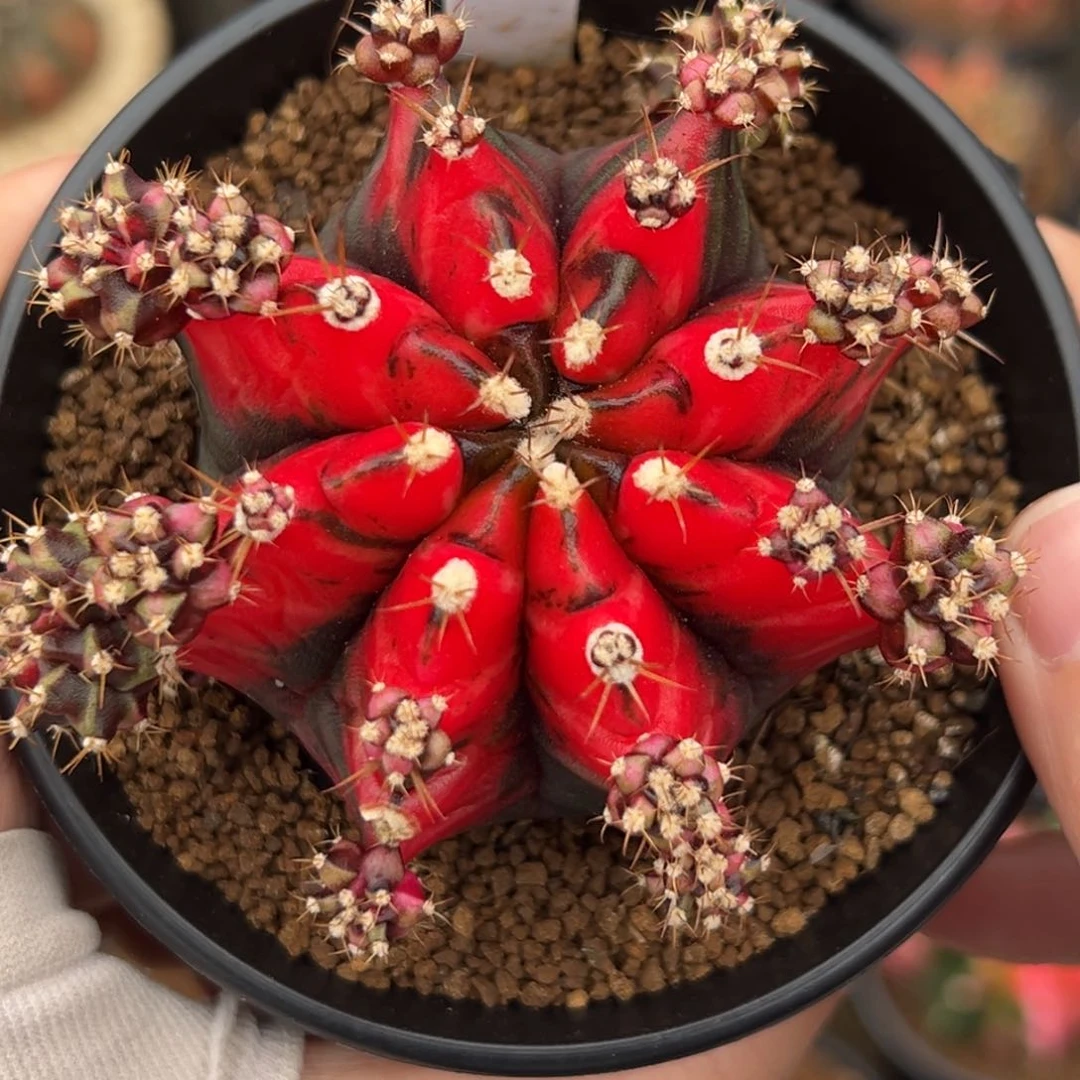 泰系实生米哈锦553