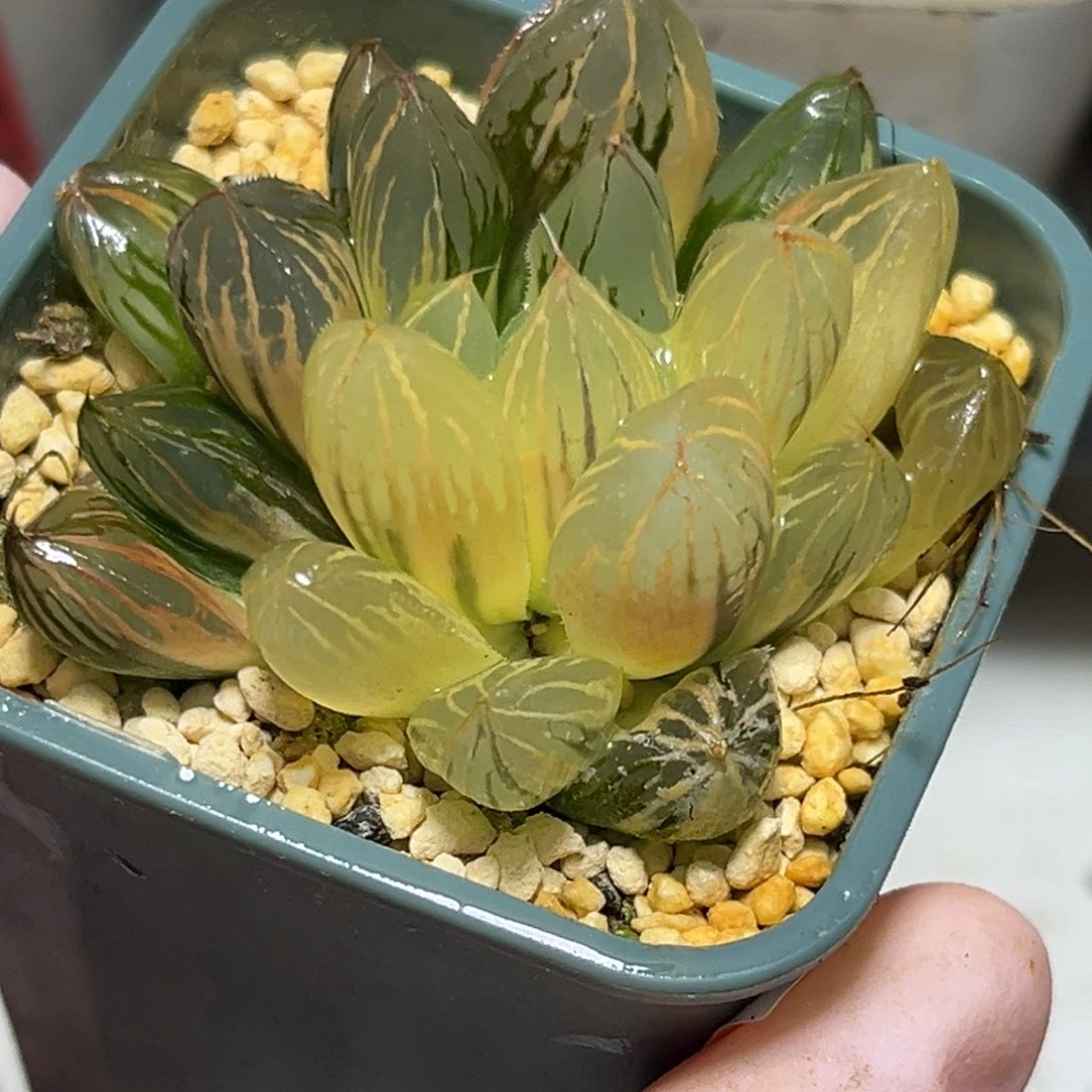 十二卷多肉植物0109日出