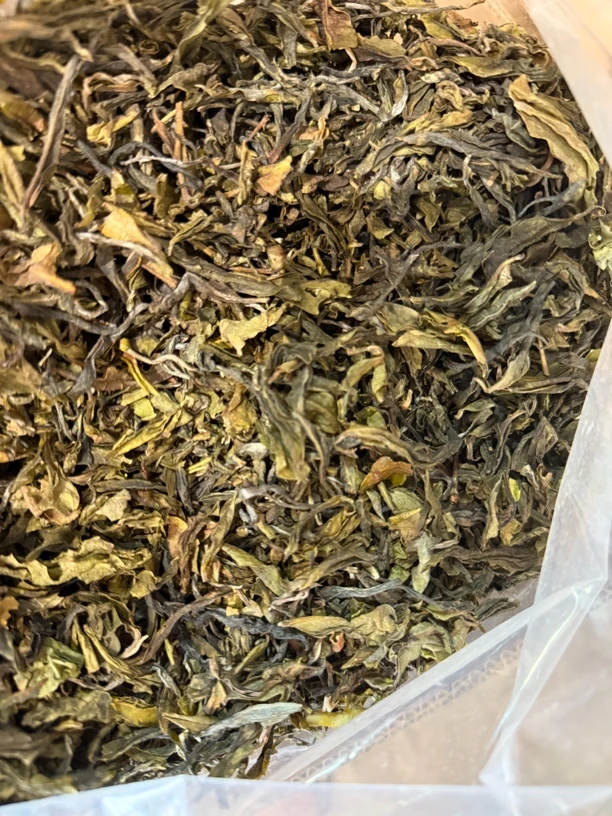 25年曼松王子山大树混采头春黄金叶