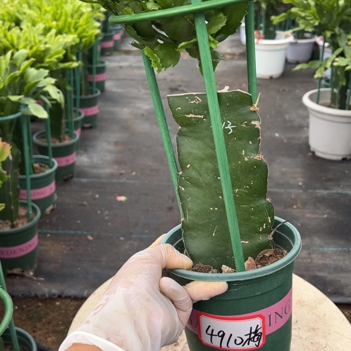 梅***1荷花仙子福利苗4910
