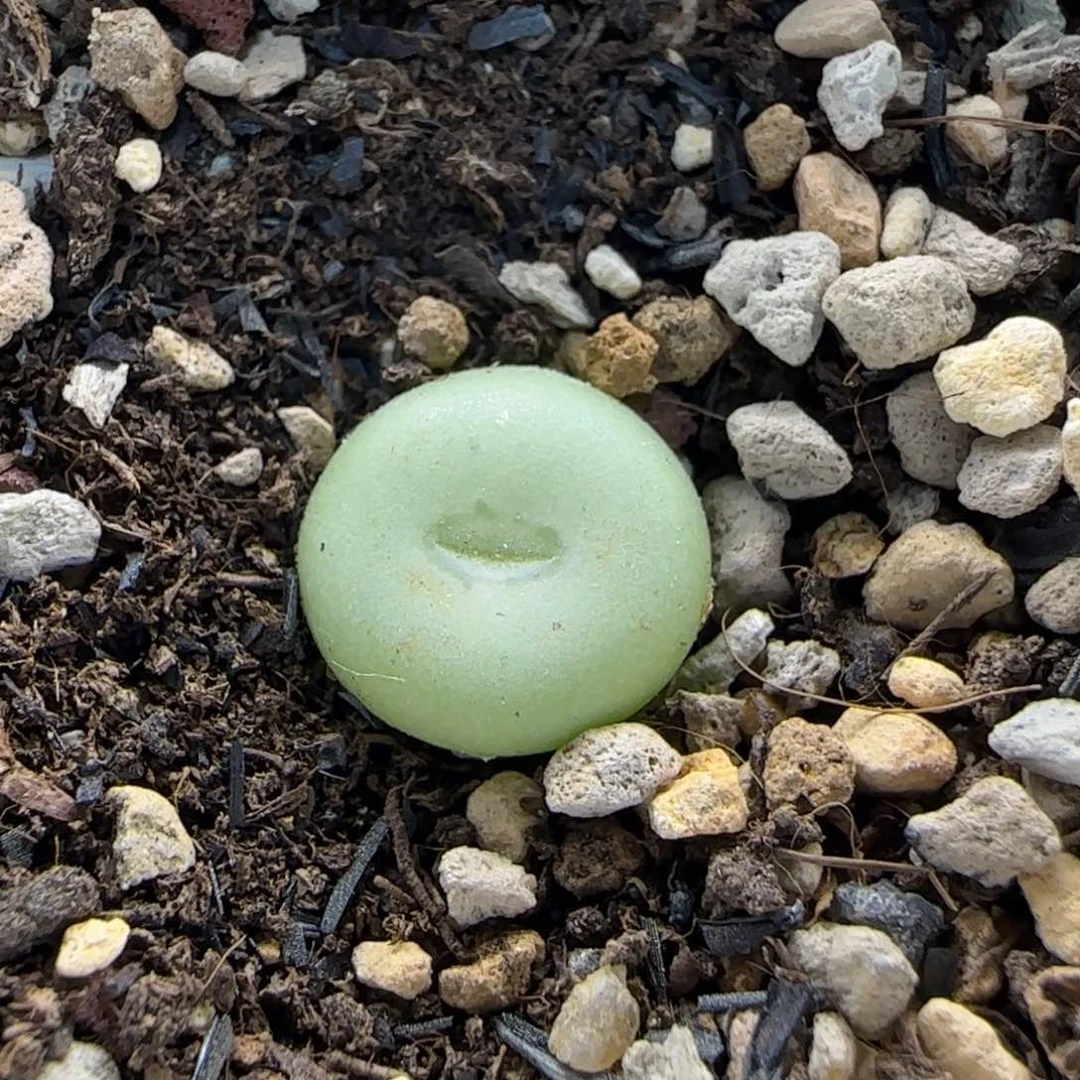 *****6-26-当天满38包邮白花大G