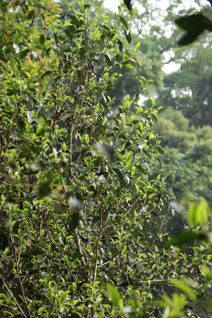 2025年 红毛丹 乔木 春茶头采  普洱茶生茶 森林韵味 50克装