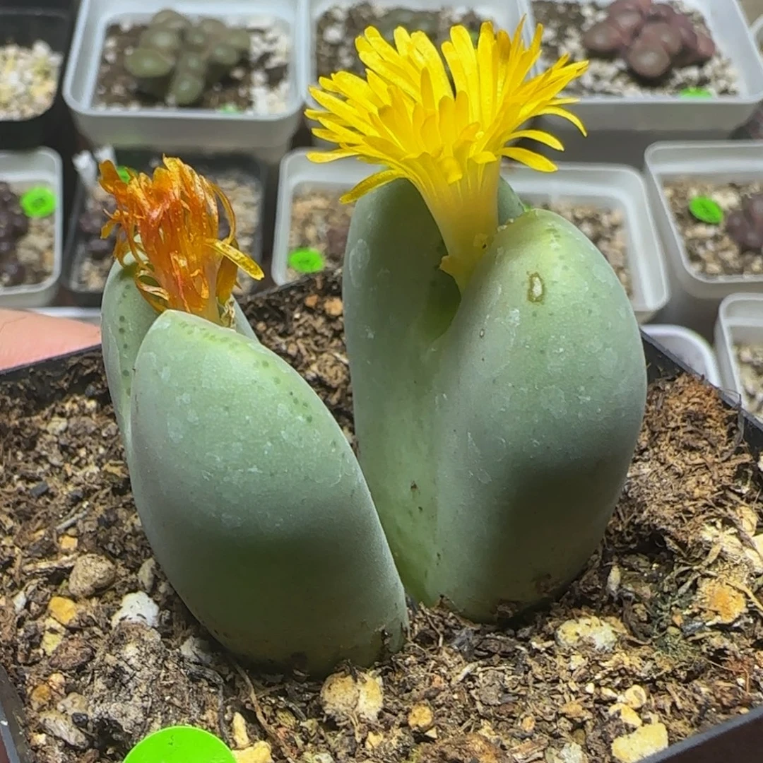 巨无霸多肉植物104