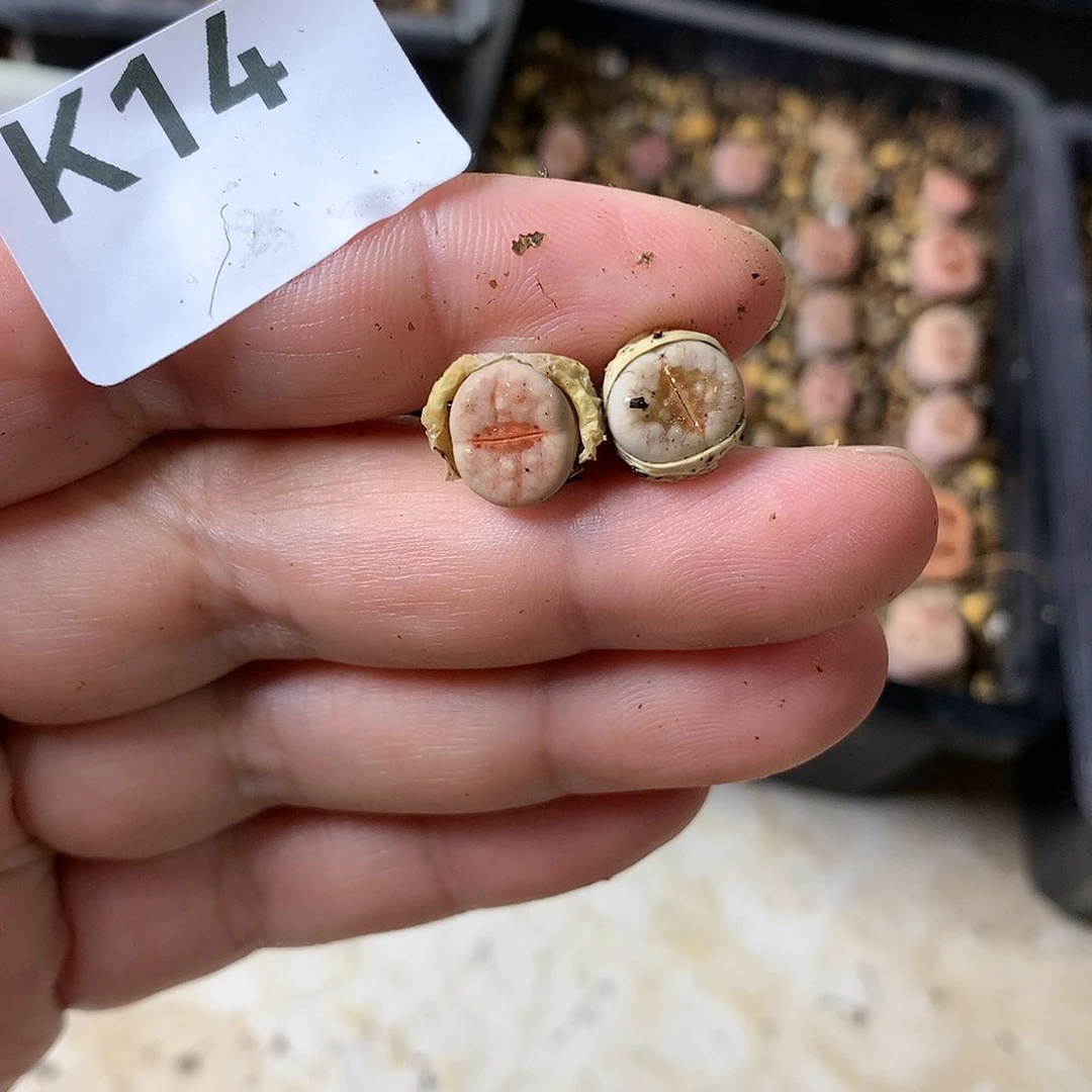 草****?K14多肉植物保护