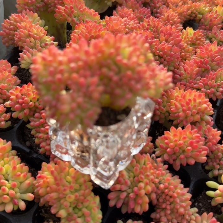 青松缀。  两颗。