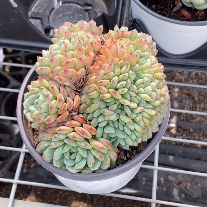 啦咯啦咯啦咯啦咯