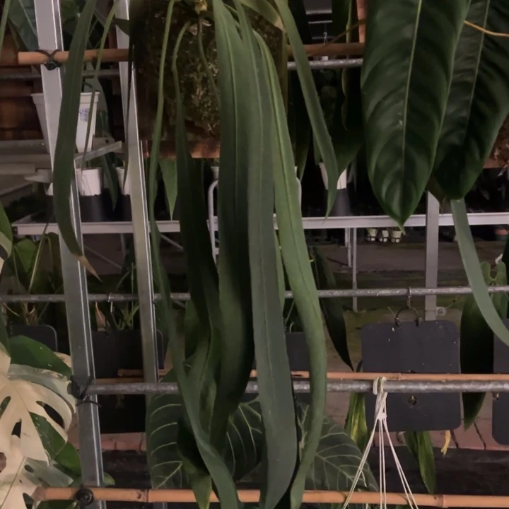 完全开放板植维塔