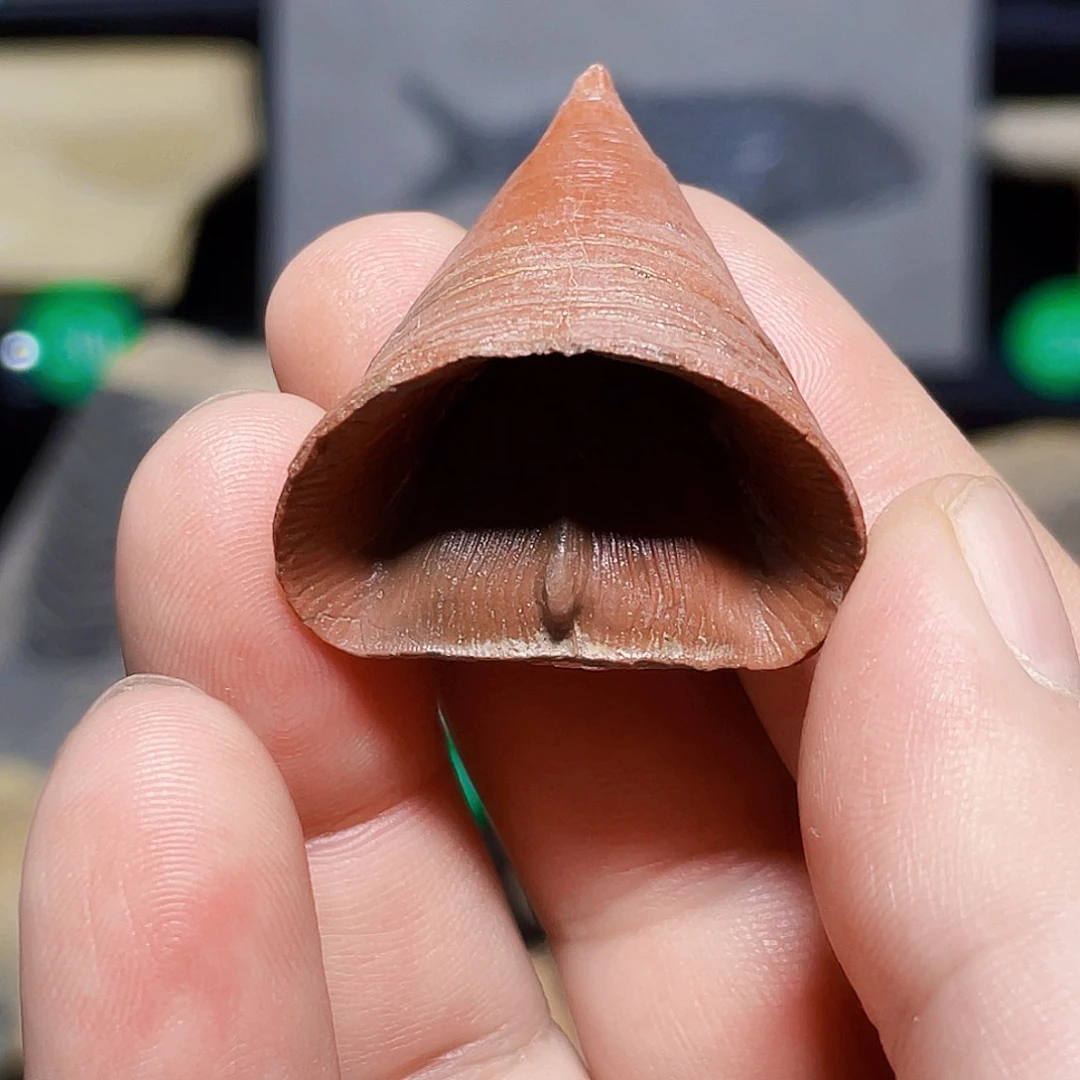 泥盆纪郁江组红色保存的拖鞋山湖精修标本