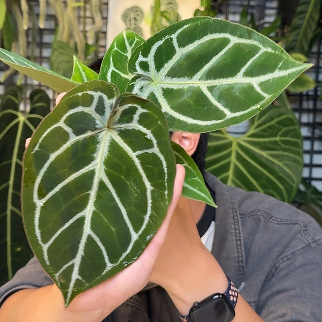 完全开放粉脉撕裂纹杂铜锣烧Ｄ116