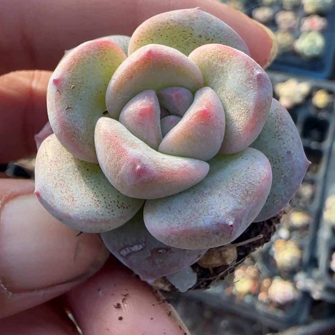 多肉小卡拉米糖心一物一拍