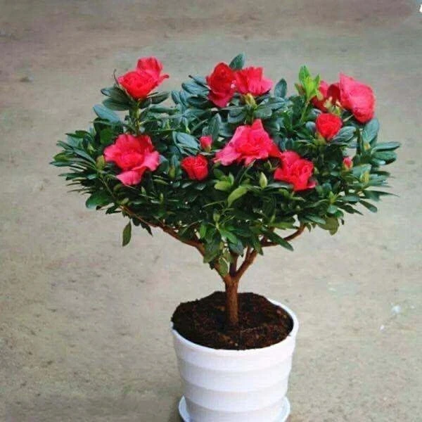 带花苞杜鹃花盆栽室内外好养易活四季开花花卉植物