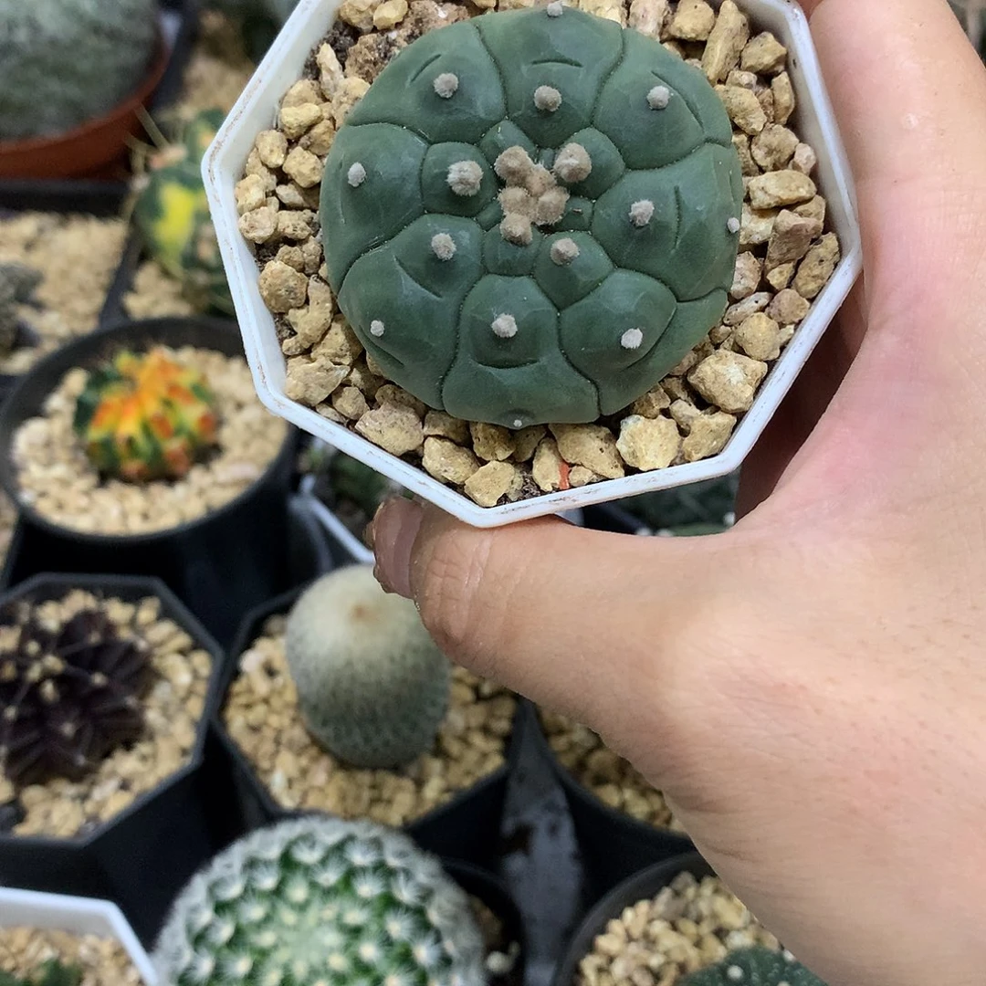 当前无花栽培后可以开花实生根扁龟甲兜