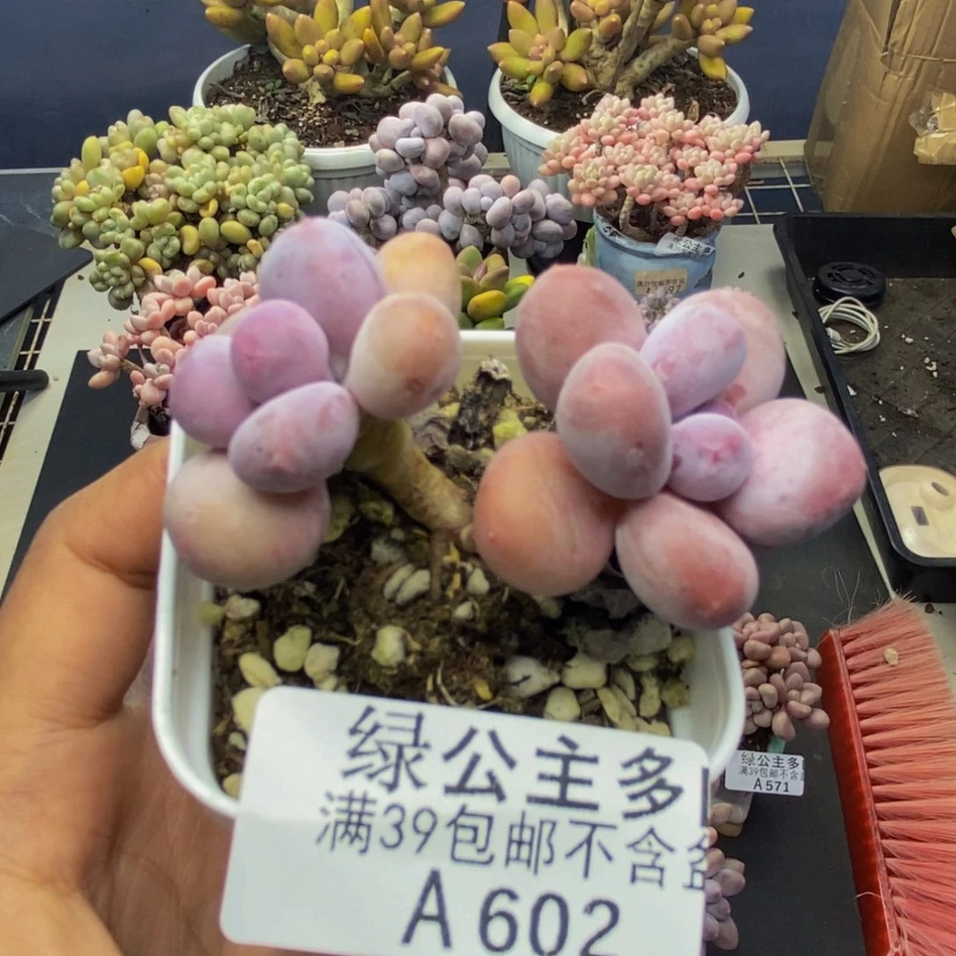 602糖豆奶多肉4c m