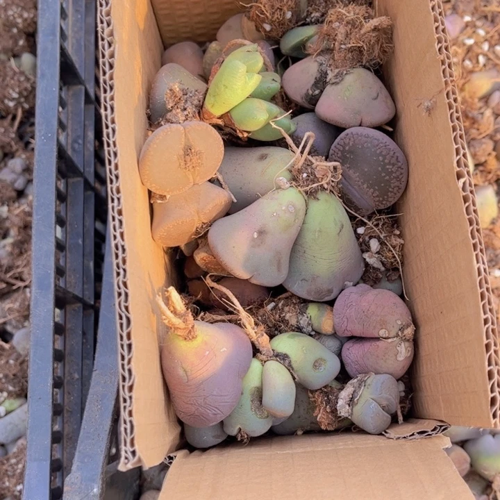 一箱母本888888888