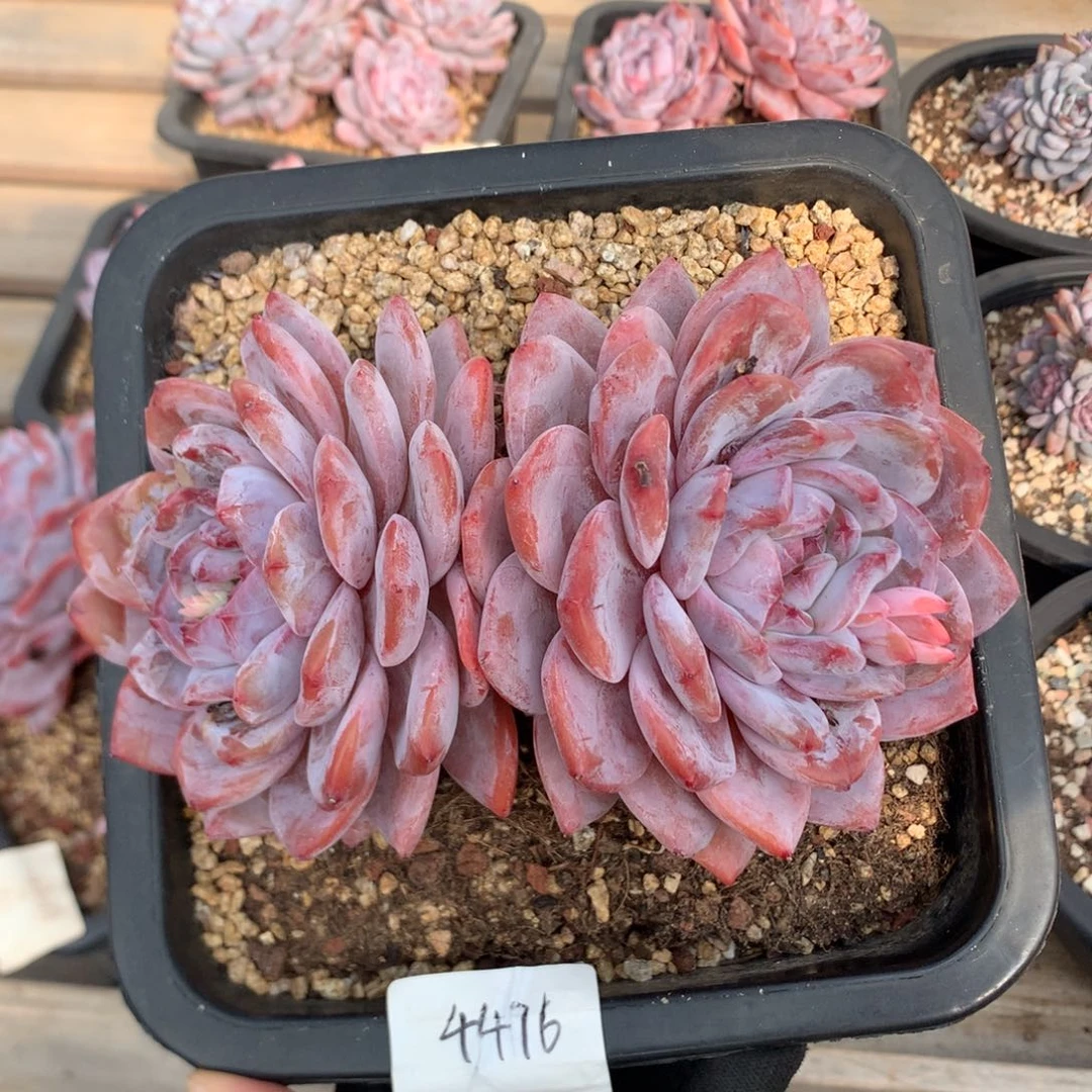 17厘米有砍双头韩橙 4476