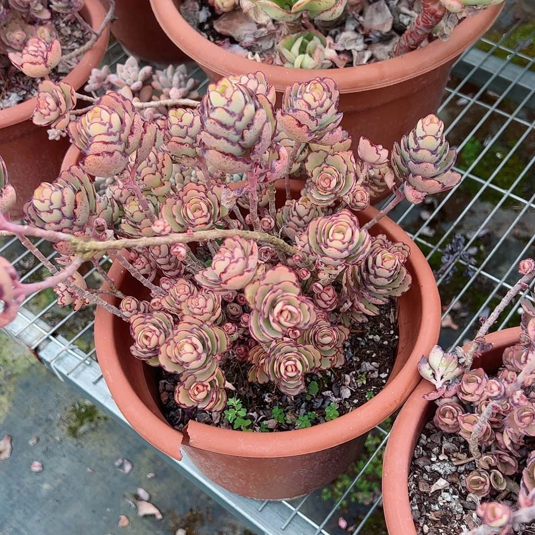 锦绣牡丹大盆群生