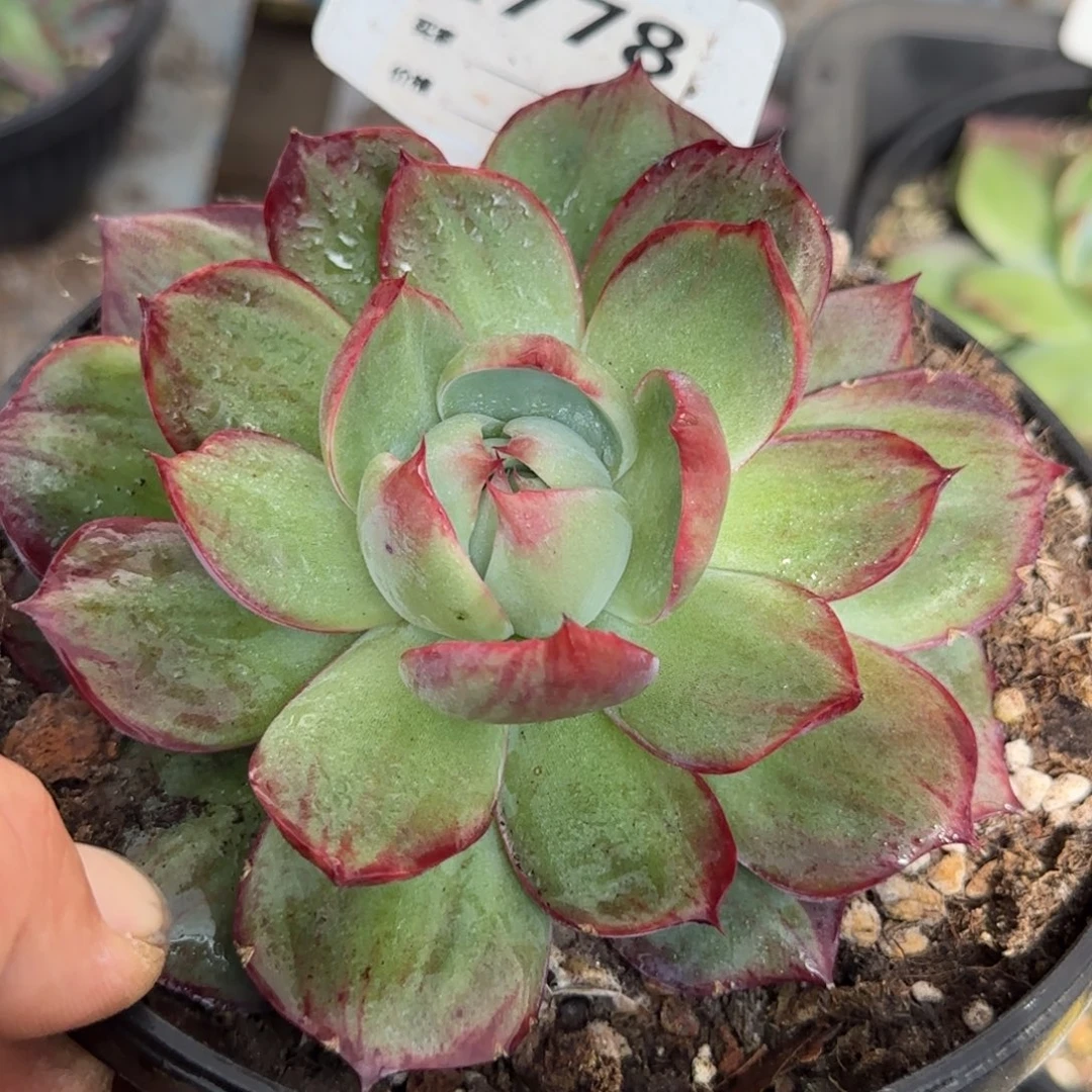 惊鸿一物一拍包装收缩花旱獭是778