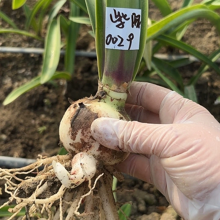 竹****6紫阳6左右带侧0029