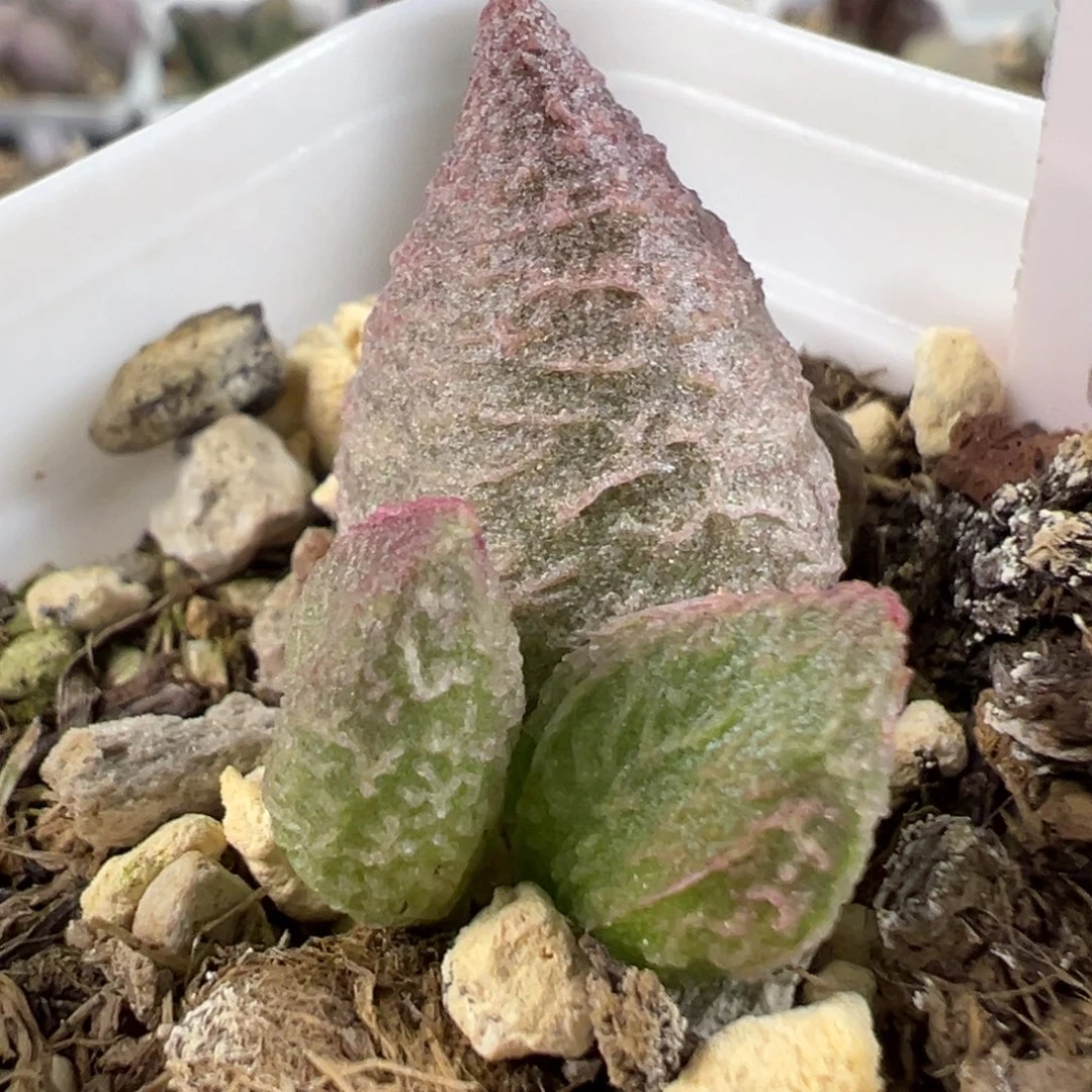 w融化纹冰淇淋多肉植物水泡