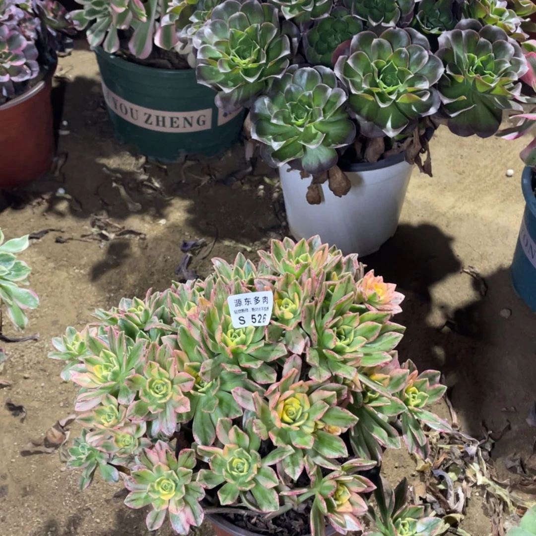 526甜茶多肉法师断枝不包