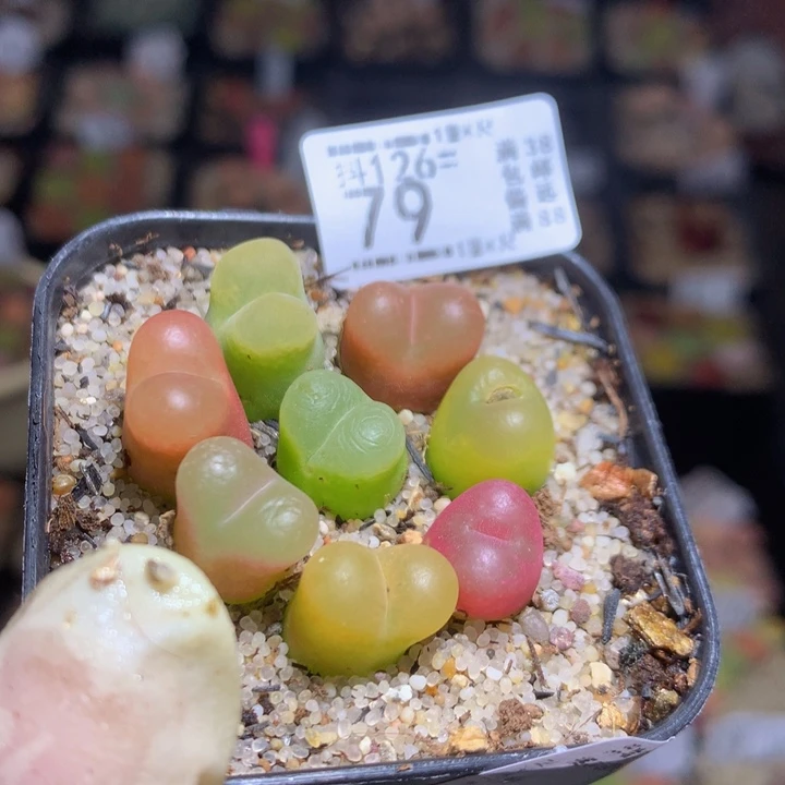 精品生石花126.79