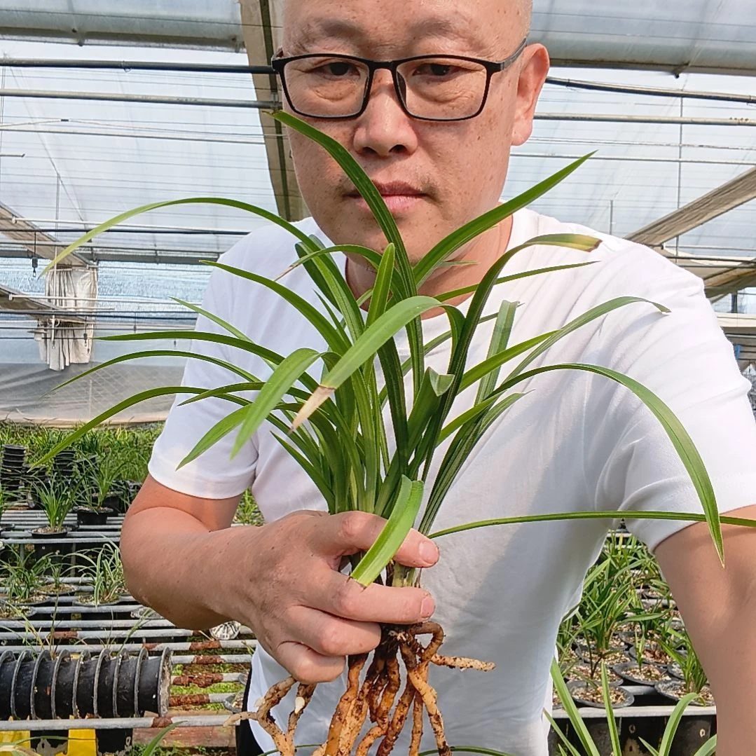 鲁***城无花朵春兰花开富贵