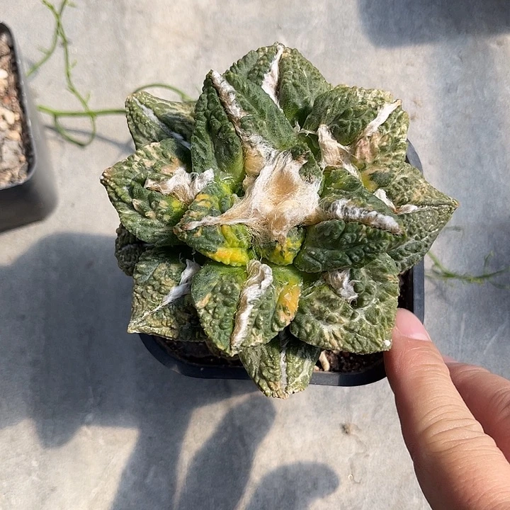 无花朵辛顿怒涛牡丹锦一物一拍下单包邮嫁接仙人球