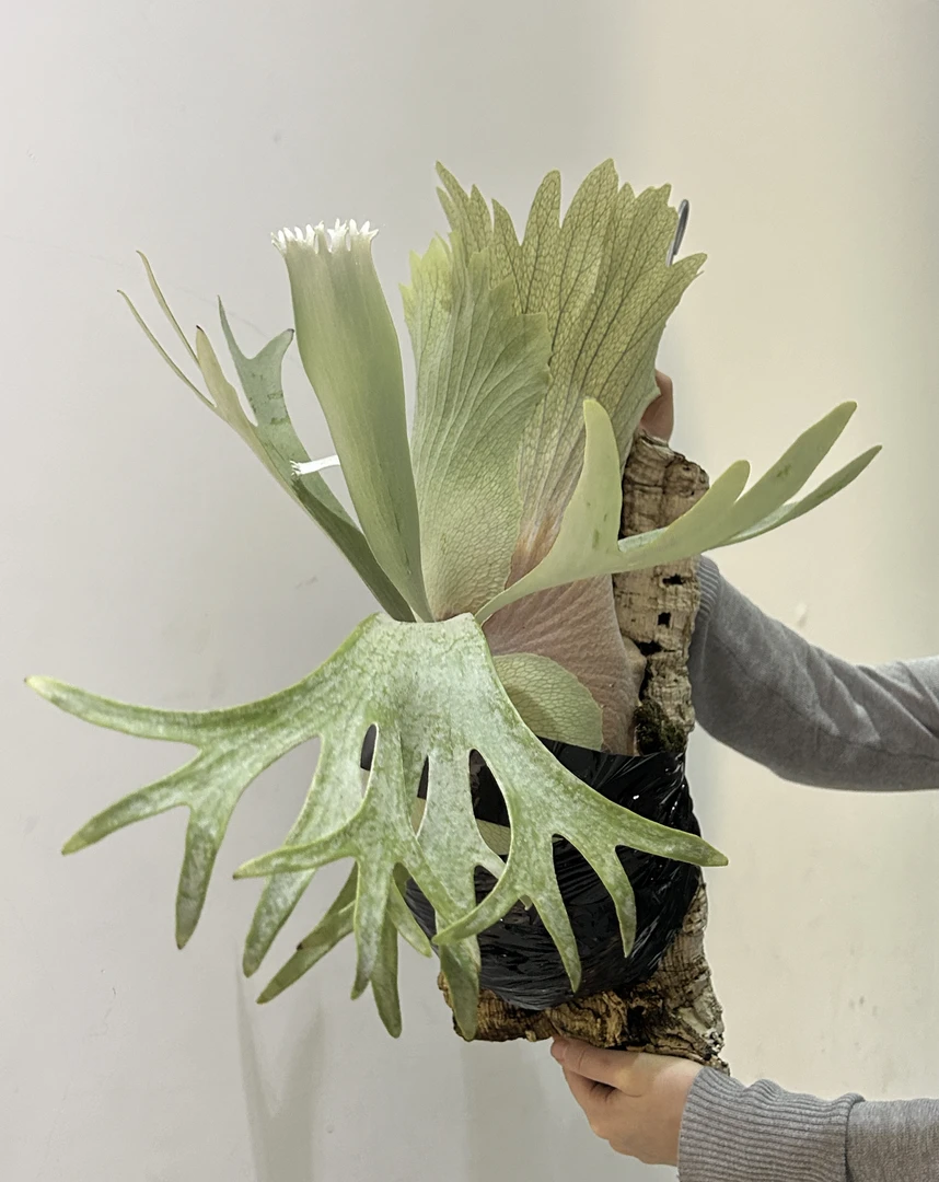 白二岐鹿角蕨观叶绿植室内二歧鹿角蕨绿植盆栽高冠个体鹿角蕨侧芽