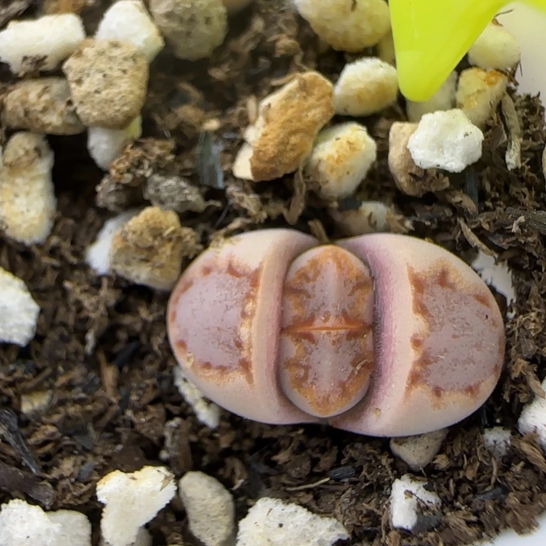 二蜕小个子饼干大棚直播