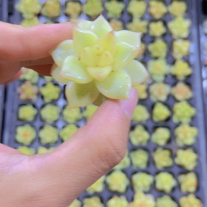 精品乌白多肉植物