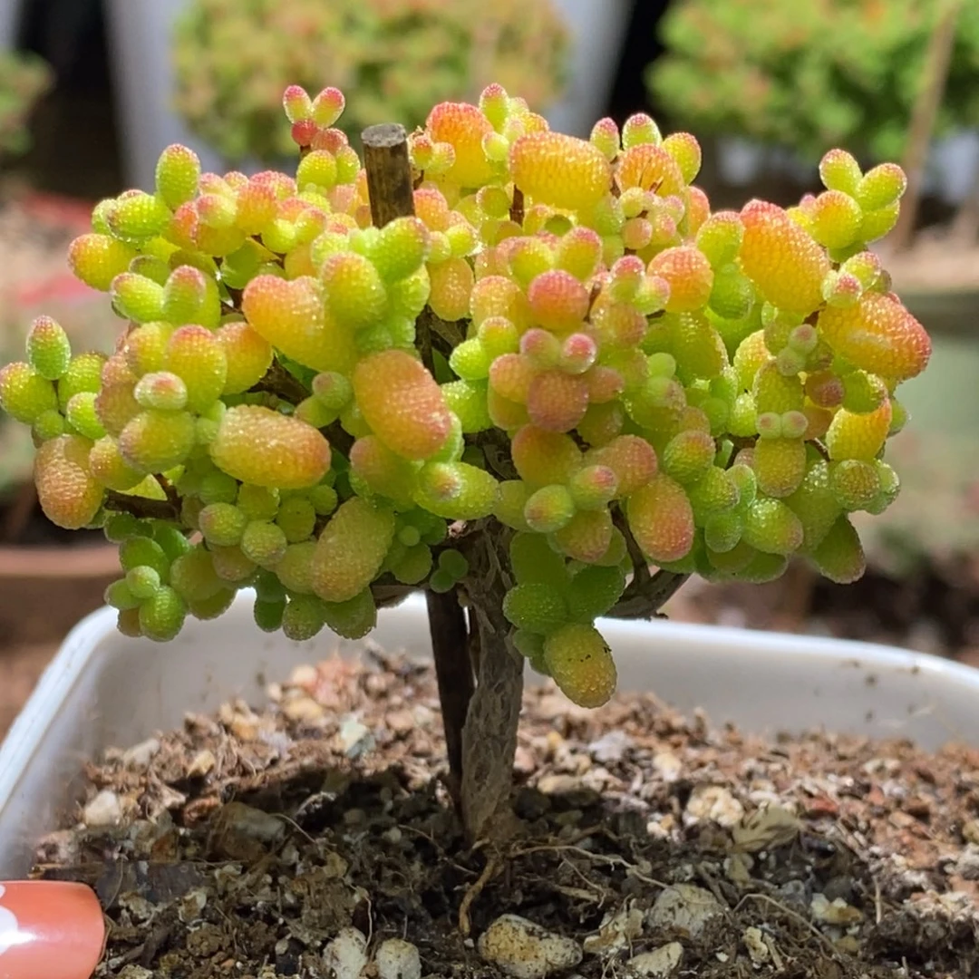 金桔糖球枝干番杏G050年后发货