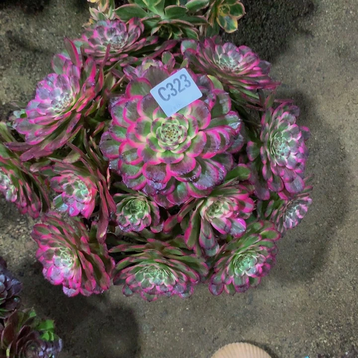 姐***版黑323000000000