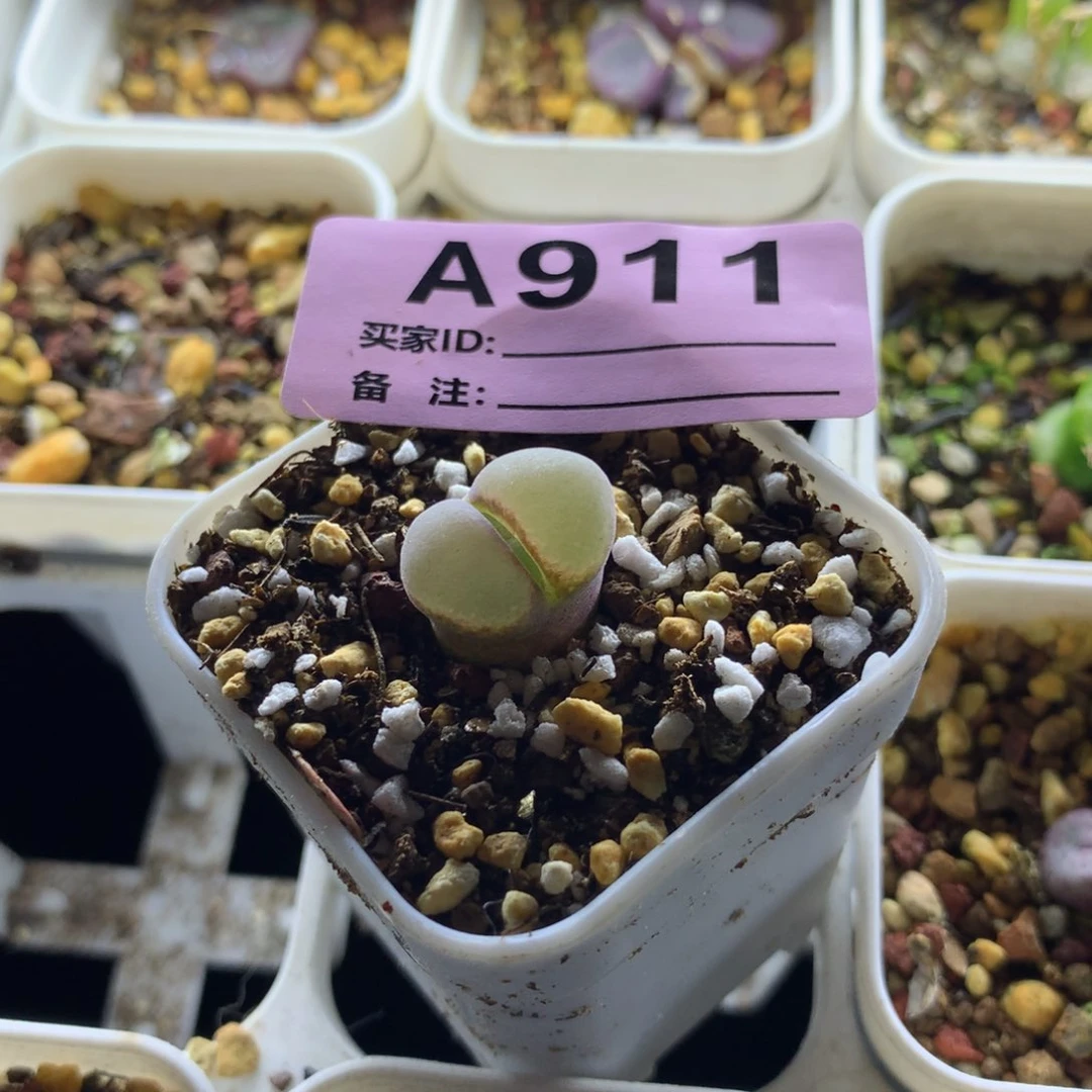 a911粉红女郎一颗
