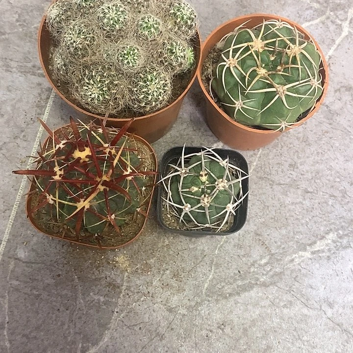 胆***^一物一拍四颗仙人球