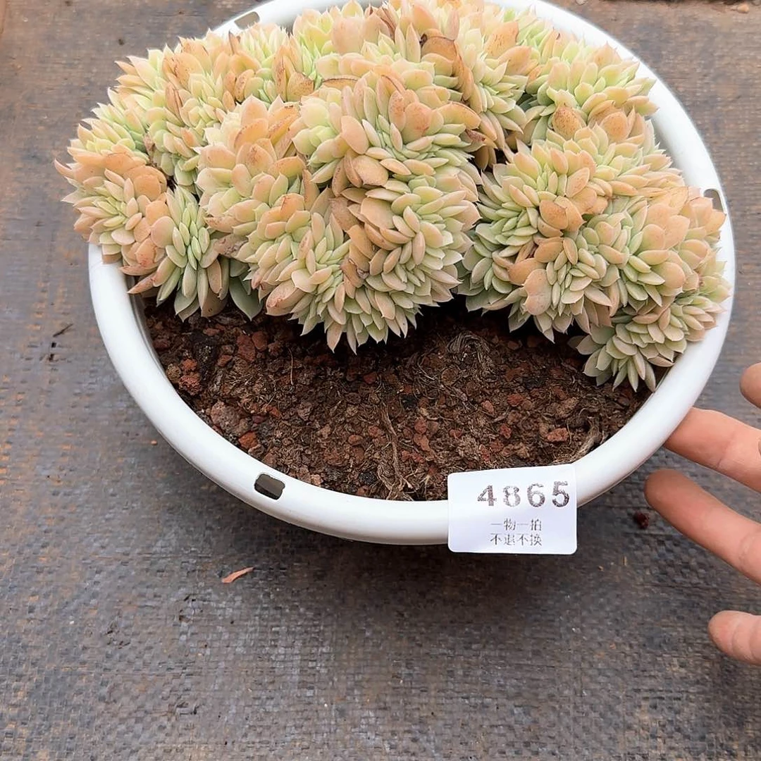 龙*4865小白龙缀化