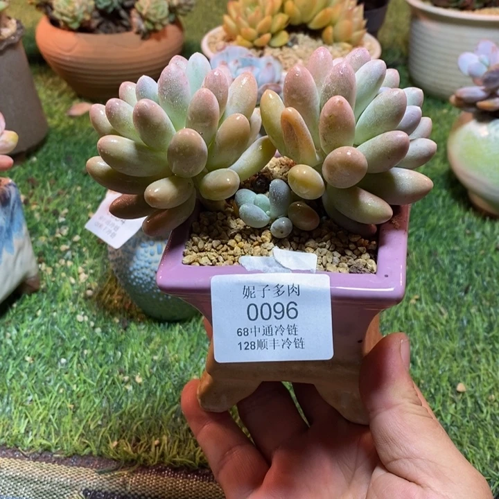 0096啊啊啊啊啊啊啊啊啊