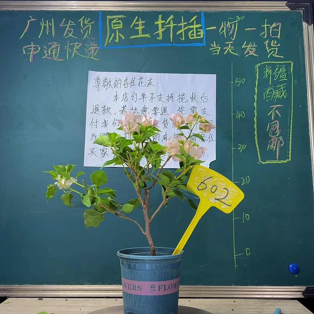 当前无花栽培后可以开花 暗斑丽人 602