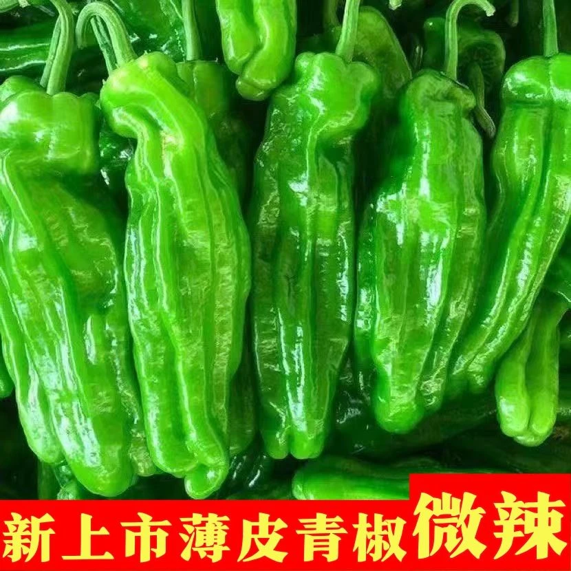 薄皮辣椒新鲜薄皮微辣不辣椒农家自种薄皮青椒现摘微辣一整箱包邮