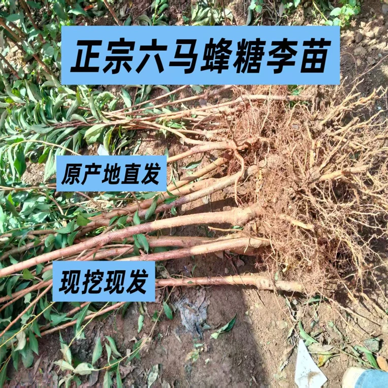 贵州六马正宗蜂糖李苗原产地直发原生枝条嫁接一代嫁接苗1年